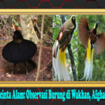 Pencinta Alam: Observasi Burung di Wakhan, Afghanistan